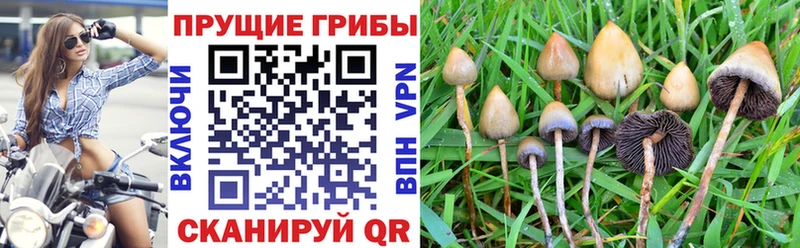 купить наркотик  Домодедово  Псилоцибиновые грибы Cubensis 